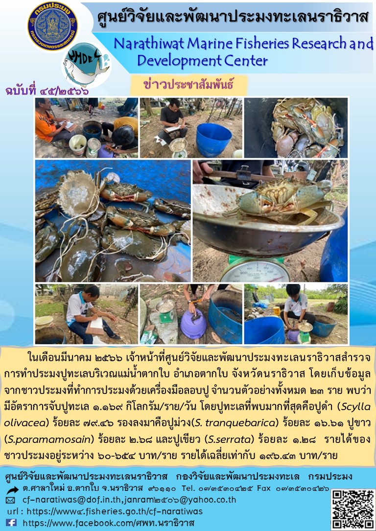 เจ้าหน้าที่ศูนย์วิจัยและพัฒนาประมงทะเลนราธิวาสสำรวจการทำประมงปูทะเลบริเวณแม่น้ำตากใบ ในเดือนมีนาคม 2566..คลิก