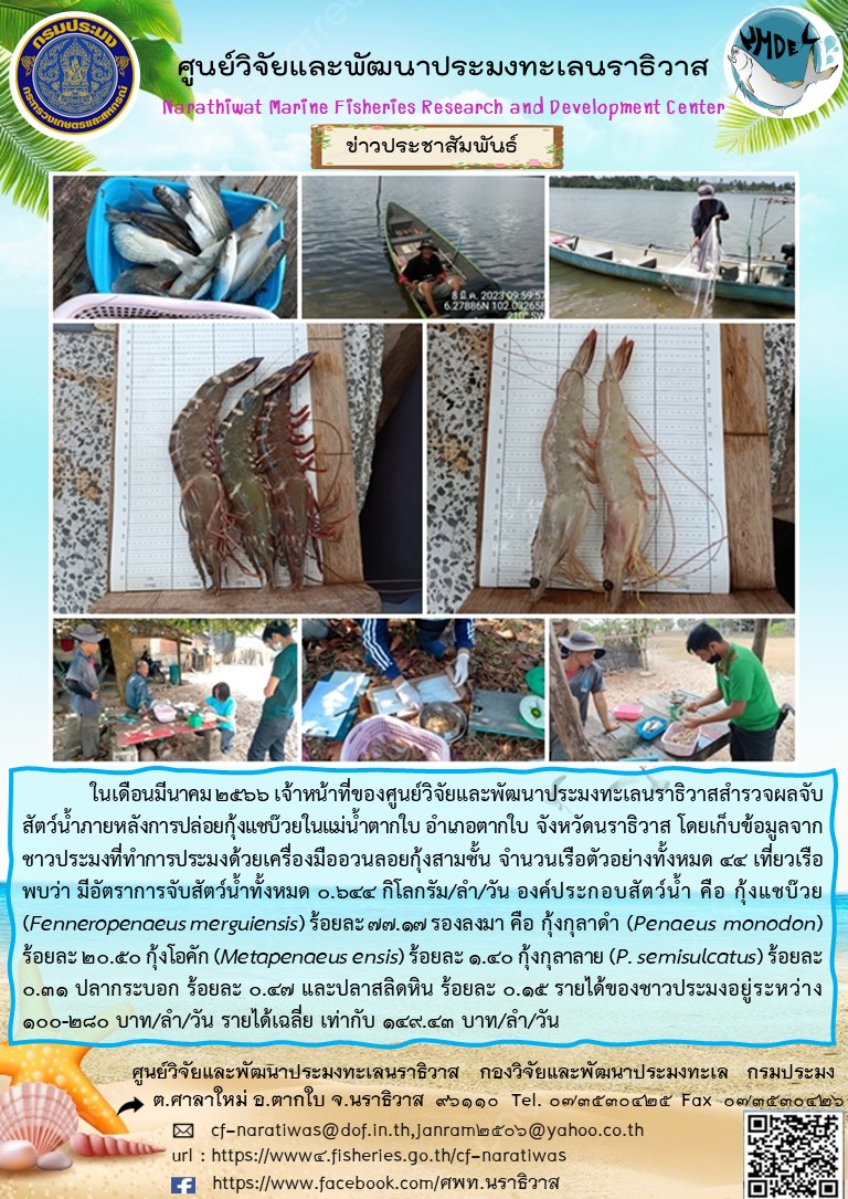 ในเดือนมีนาคม 2566 เจ้าหน้าที่ของศูนย์วิจัยและพัฒนาประมงทะเลนราธิวาสสำรวจผลจับสัตว์น้ำภายหลังการปล่อยกุ้งแชบ๊วยในแม่น้ำตากใบ อำเภอตากใบ จังหวัดนราธิวาส โดยเก็บข้อมูลจากชาวประมงที่ทำการการประมงด้วยเครื่องมืออวนลอยกุ้งสามชั้น จำนวนเรือตัวอย่างทั้งหมด 44 เที่ยวเรือพบว่า มีอัตราการจับสัตว์น้ำทั้งหมด 0.644 กิโลกรัม/ลำ/วัน องค์ประกอบสัตว์น้ำ คือ กุ้งแชบ๊วย (Fenneropenaeus merguiensis) ร้อยละ 77.17 รองลงมา คือ กุ้งกุลาดำ (Penaeus monodon) ร้อยละ 20.50 กุ้งโอคัก (Metapenaeus ensis) ร้อยละ 1.40 กุ้งกุลาลาย (P. semisulcatus) ร้อยละ 0.31 ปลากระบอก ร้อยละ 0.47 และ ปลาสลิดหิน ร้อยละ 0.15 รายได้ของชาวประมงอยู่ระหว่าง 100-280 บาท/ลำ/วัน รายได้เฉลี่ย เท่ากับ 149.43 บาท/ลำ/วัน..คลิก