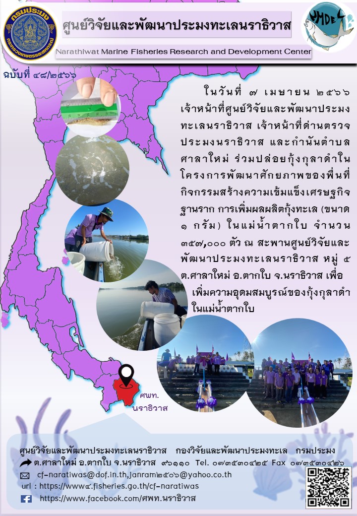 ในวันที่ 7 เมษายน 2566 เจ้าหน้าที่ศูนย์วิจัยและพัฒนาประมงทะเลนราธิวาส เจ้าหน้าที่ด่านตรวจประมงนราธิวาส และกำนันตำบลศาลาใหม่ ร่วมปล่อยกุ้งกุลาดำในโครงการพัฒนาศักยภาพของพื้นที่กิจกรรมสร้างความเข้มแข็งเศรษฐกิจ ฐานราก การเพิ่มผลผลิตกุ้งทะเล (ขนาด 1 กรัม) ในแม่น้ำตากใบ จำนวน 357,000 ตัว ณ สะพานศูนย์วิจัยและพัฒนาประมงทะเลนราธิวาส หมู่ที่ 5 ต.ศาลาใหม่ อ.ตากใบ จ.นราธิวาส เพื่อเพิ่มความอุดมสมบูรณ์ของกุ้งกุลาดำในแม่น้ำตากใบ..คลิก