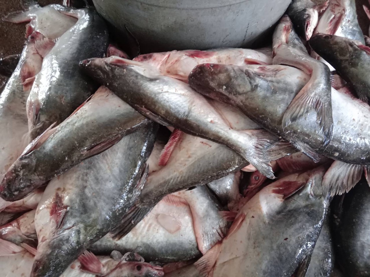 ตรวจสินค้าประมงที่นำเข้า ส่งออก ทางจุดผ่านแดนถาวรบ้านคลองลึก..คลิก