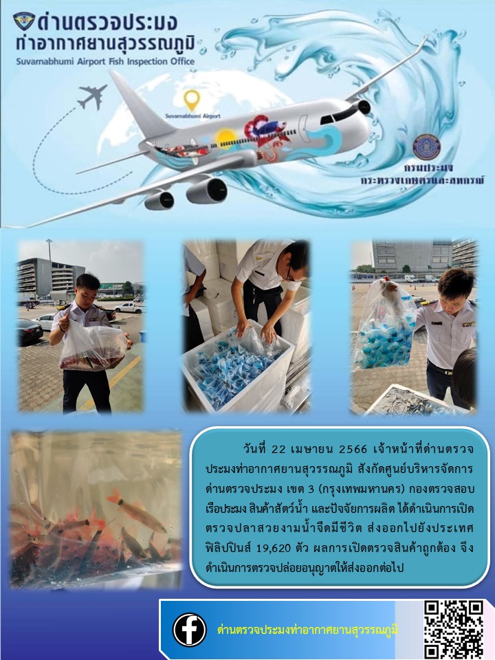 เจ้าหน้าที่ด่านตรวจประมงท่าอากาศยานสุวรรณภูมิ เปิดตรวจการส่งออกสินค้าสัตว์น้ำ ประเภทปลาสวยงามมีชีวิต