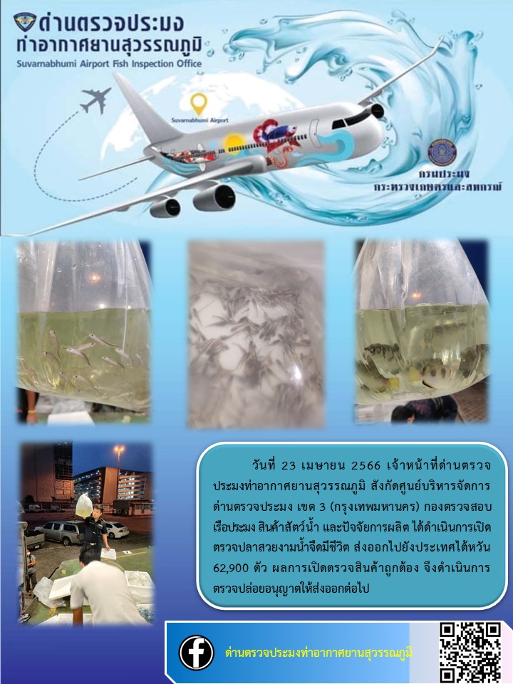 เจ้าหน้าที่ด่านตรวจประมงท่าอากาศยานสุวรรณภูมิ เปิดตรวจการส่งออกสินค้าสัตว์น้ำ ประเภทปลาสวยงามมีชีวิต
