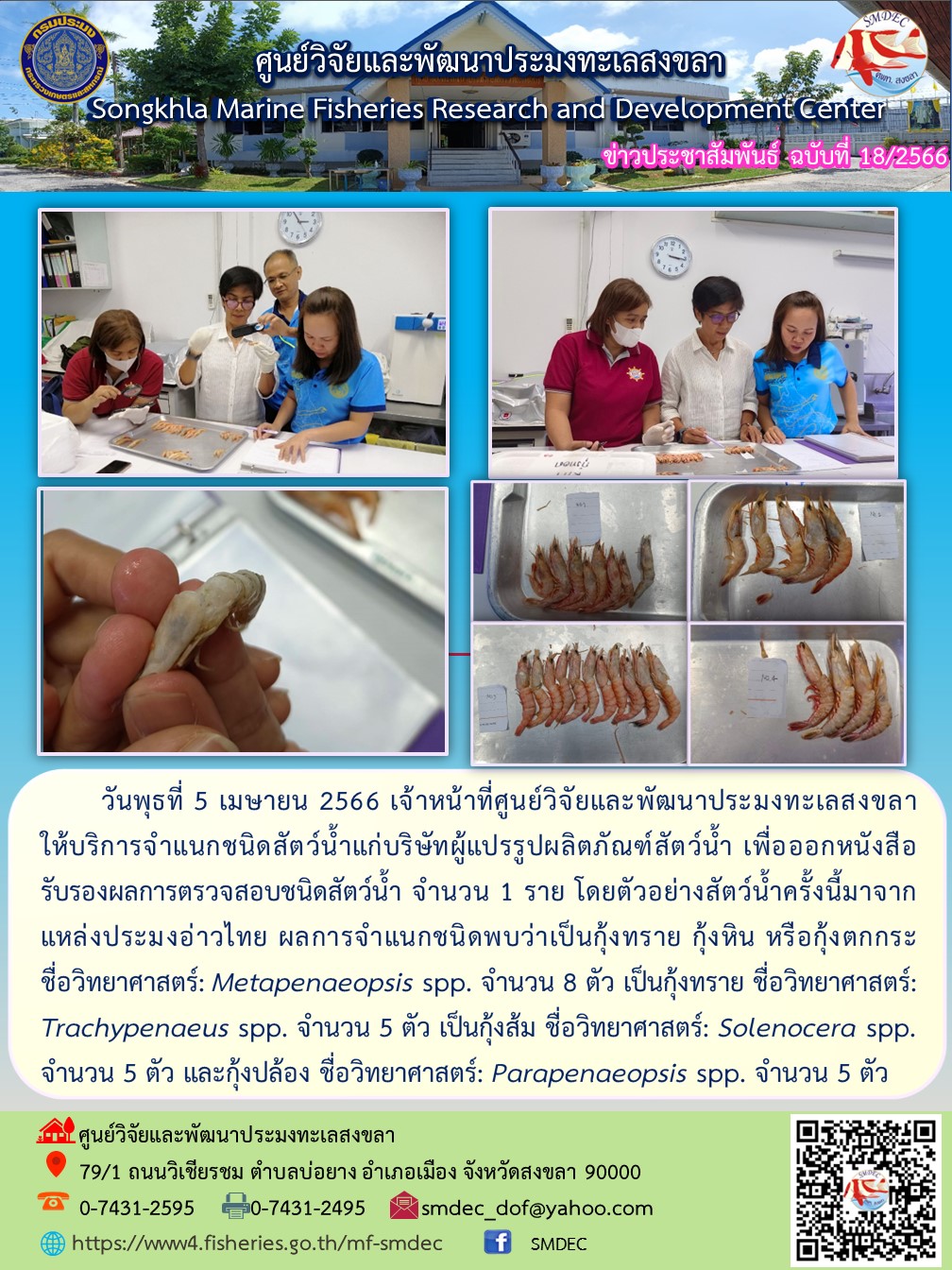 วันพุธที่ 5 เมษายน 2566 เจ้าหน้าที่ศูนย์วิจัยและพัฒนาประมงทะเลสงขลาให้บริการจำแนกชนิดสัตว์น้ำแก่บริษัทผู้แปรรูปผลิตภัณฑ์สัตว์น้ำ เพื่อออกหนังสือรับรองผลการตรวจสอบชนิดสัตว์น้ำ จำนวน 1 ราย โดยตัวอย่างสัตว์น้ำครั้งนี้มาจากแหล่งประมงอ่าวไทย ผลการจำแนกชนิดพบว่าเป็นกุ้งทราย กุ้งหิน หรือกุ้งตกกระ ชื่อวิทยาศาสตร์: Metapenaeopsis spp. จำนวน 8 ตัว เป็นกุ้งทราย ชื่อวิทยาศาสตร์: Trachypenaeus spp. จำนวน 5 ตัว เป็นกุ้งส้ม ชื่อวิทยาศาสตร์: Solenacera spp. จำนวน 5 ตัว และกุ้งปล้อง ชื่อวิทยาศาสตร์: Parapenaeopsis spp. จำนวน 5 ตัว..คลิก