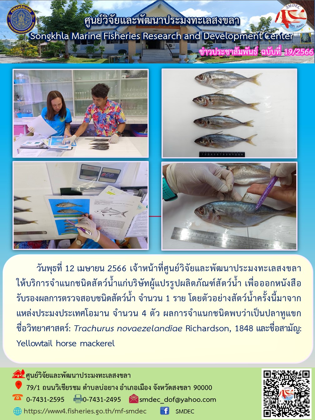 วันพุธที่ 12 เมษายน 2566 เจ้าหน้าที่ศูนย์วิจัยและพัฒนาประมงทะเลสงขลาให้บริการจำแนกชนิดสัตว์น้ำแก่บริษัทผู้แปรรูปผลิตภัณฑ์สัตว์น้ำ เพื่อออกหนังสือรับรองผลการตรวจสอบชนิดสัตว์น้ำ จำนวน 1 ราย โดยตัวอย่างสัตว์น้ำครั้งนี้มาจากแหล่งประมงประเทศโอมาน จำนวน 4 ตัว ผลการจำแนกชนิดพบว่าเป็นปลาทูแขก ชื่อวิทยาศาสตร์: Trachurus novaezelandiae Richardson, 1848 และชื่อสามัญ: Yellowtail horse mackerel..คลิก