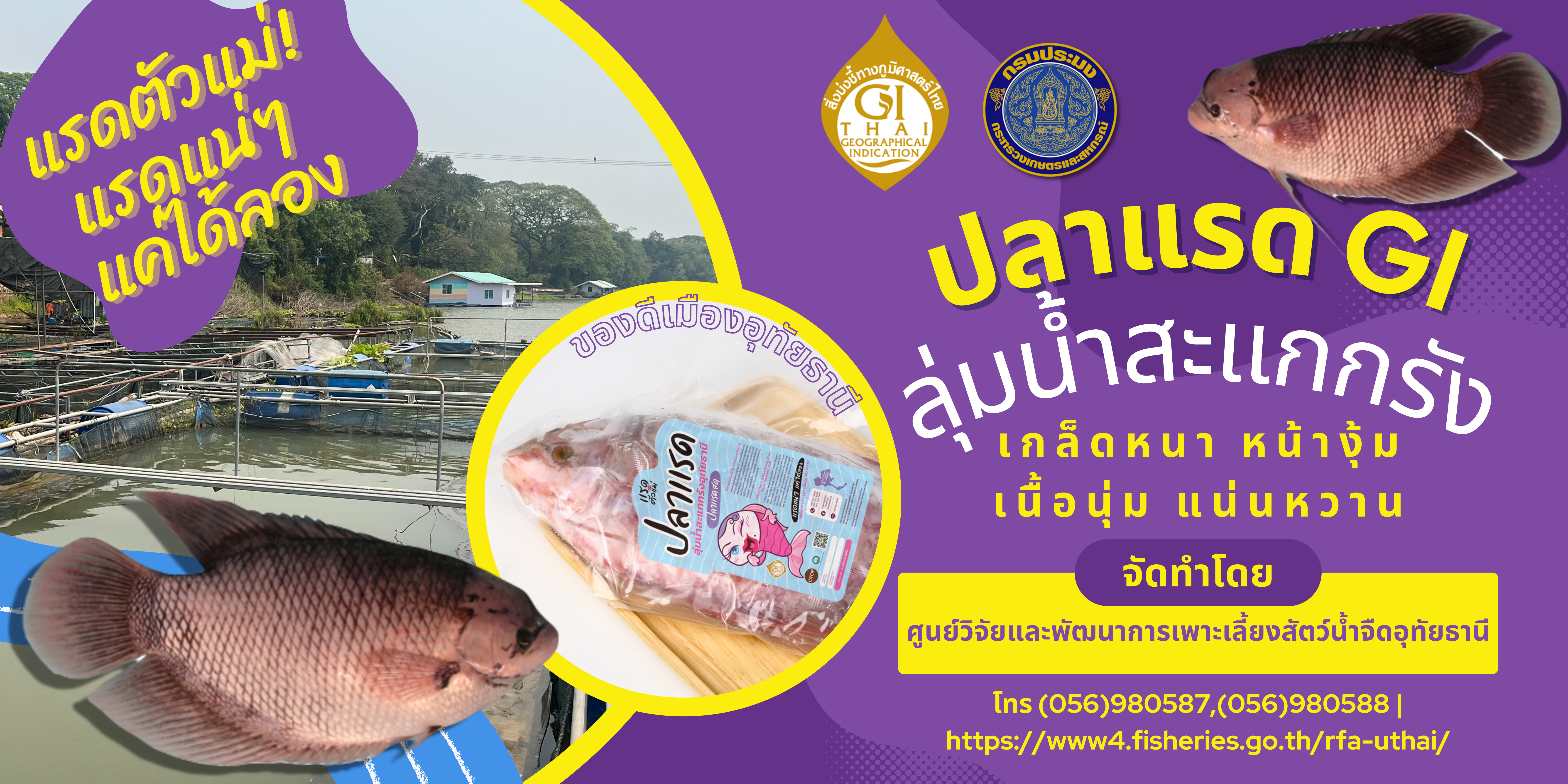 ศูนย์วิจัยและพัฒนาการเพาะเลี้ยงสัตว์น้ำจืดอุทัยธานี ขอประสัมพันธ์ ปลาแรด GI ลุ่มน้ำสะแกกรัง เกล็ดหนา หน้างุ้ม เนื้อนุ่มแน่นหวาน
