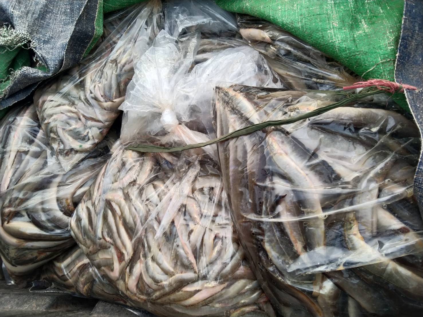 ผลการปฏิบัติงานด่านตรวจประมงสุรินทร์ วันที่ 25 เมษายน พ.ศ.2566 ณ จุดผ่านแดนถาวรช่องจอม..คลิก