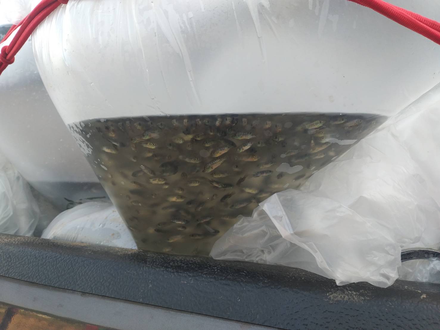 ตรวจสอบลูกพันธุ์สัตว์น้ำ ส่งออกไปยัง สปป.ลาว..คลิก