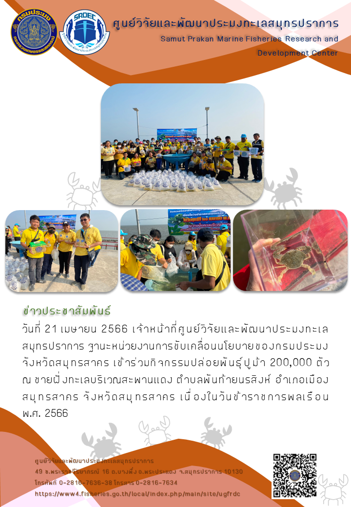 ศูนย์วิจัยและพัฒนาประมงทะเลสมุทรปราการร่วมกิจกรรมปล่อยพันธุ์ปูม้า 200,000 ตัว ณ จังหวัดสมุทรสาคร เนื่องในวันข้าราชการพลเรือน พ.ศ. 2566..คลิก