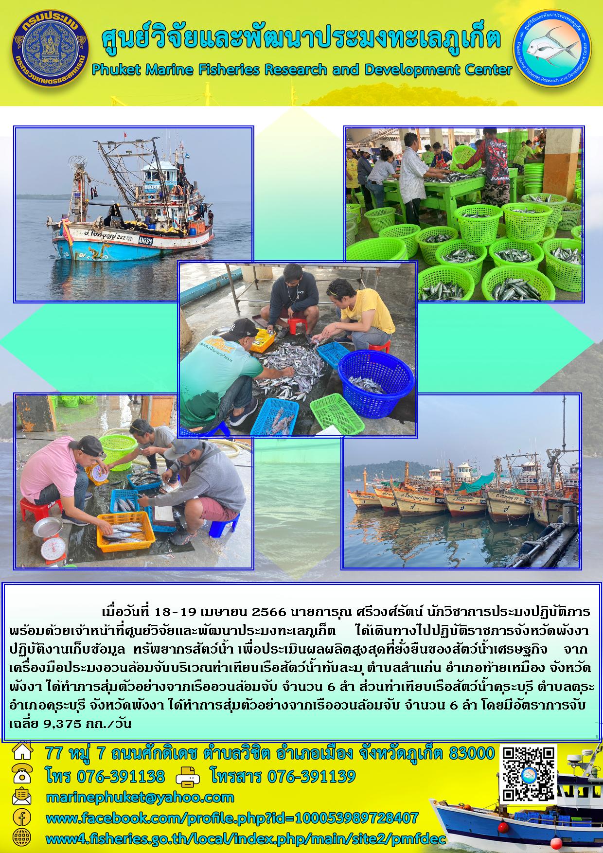 เมื่อวันที่ 18 – 19 เมษายน 2566 นายการุณ ศรีวงศ์รัตน์ นักวิชาการประมงปฏิบัติการพร้อมด้วยเจ้าหน้าที่ศูนย์วิจัยและพัฒนาประมงทะเลภูเก็ต ได้เดินทางไปปฏิบัติราชการจังหวัดพังงาปฏิบัติงานเก็บข้อมูล ทรัพยากรสัตว์น้ำ เพื่อประเมินผลผลิตสูงสุดที่ยั่งยืนของสัตว์น้ำเศรษฐกิจ จากเครื่องมือประมงอวนล้อมจับบริเวณท่าเทียบเรือสัตว์น้ำทับละมุ ตำบลลำแก่น อำเภอท้ายเหมือง จังหวัดพังงา ได้ทำการสุ่มตัวอย่างจากเรืออวนล้อมจับ จำนววน 6 ลำ ส่วนท่าเทียบเรือสัตว์น้ำคุระบุรี ตำบลคุระ อำเภอคุระบุรี จังหวัดพังงา ได้ทำการสุ่มตัวอย่างจากเรืออวนล้อมจับ จำนวน 6 ลำ โดยมีอัตราการจับเฉลี่ย 9,375 กก./วัน..คลิก