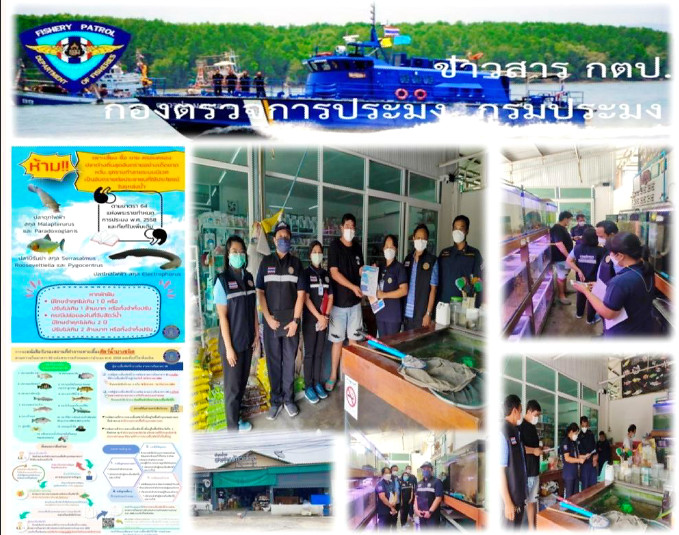 ตรวจสอบร้านค้าผู้ประกอบการ ขายปลาสวยงาม ในการเพาะเลี้ยง ครอบครองหรือซื้อขายสัตว์น้ำต่างถิ่น..คลิก