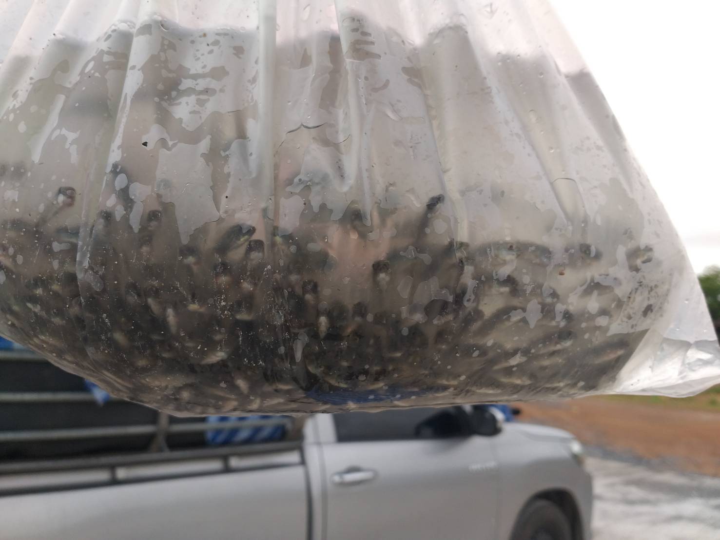 ตรวจสอบลูกพันธุ์สัตว์น้ำ ส่งออกไปยัง สปป.ลาว..คลิก