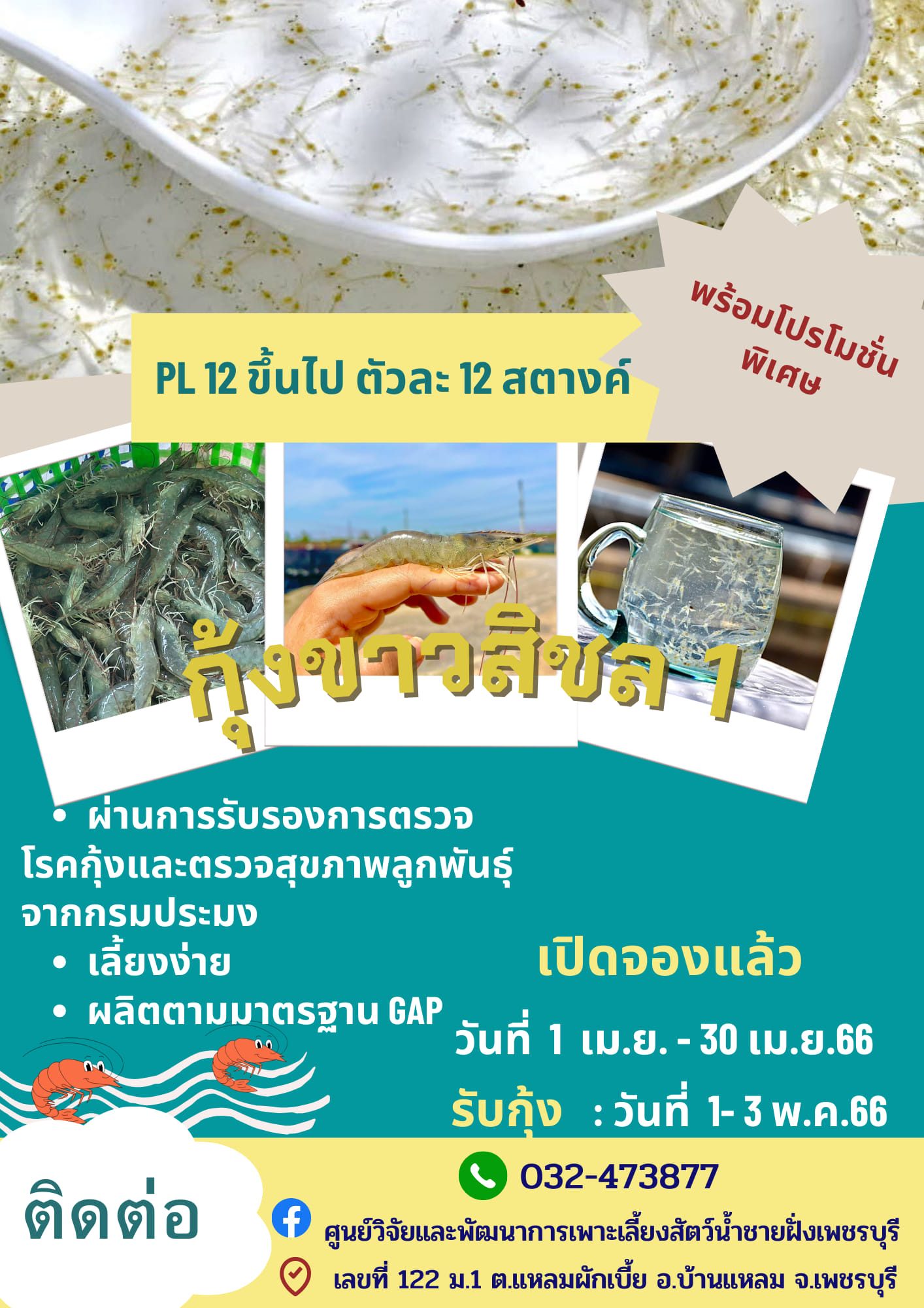 จำหน่ายกุ้งข่าวสิชล 1