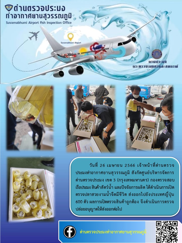 เจ้าหน้าที่ด่านตรวจประมงท่าอากาศยานสุวรรณภูมิ  เปิดตรวจปลาสวยงามน้ำจืดมีชีวิต ส่งออกไปยังประเทศญี่ปุ่น..คลิก