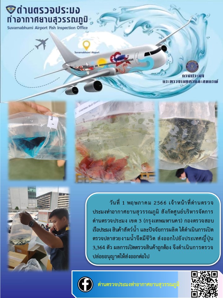 เจ้าหน้าที่ด่านตรวจประมงท่าอากาศยานสุวรรณภูมิ  เปิดตรวจปลาสวยงามน้ำจืดมีชีวิต ส่งออกไปยังประเทศญี่ปุ่น