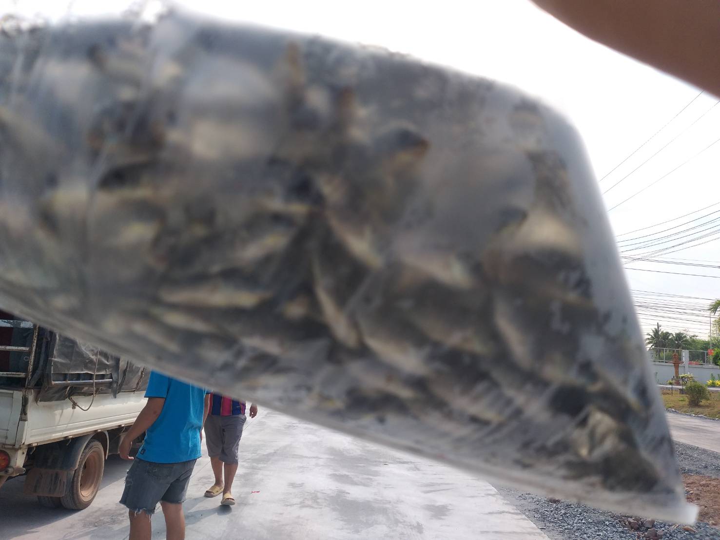 ตรวจสอบลูกพันธุ์สัตว์น้ำ ส่งออกไปยัง สปป.ลาว..คลิก