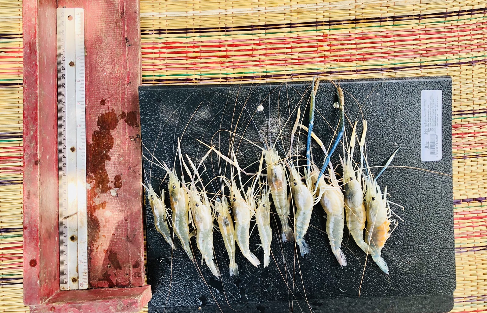 เก็บข้อมูลการเจริญเติบโตของกุ้งก้ามกราม ในโครงการเพิ่มผลผลิตสัตว์น้ำเศรษฐกิจที่มีมูลค่าสูง..คลิก
