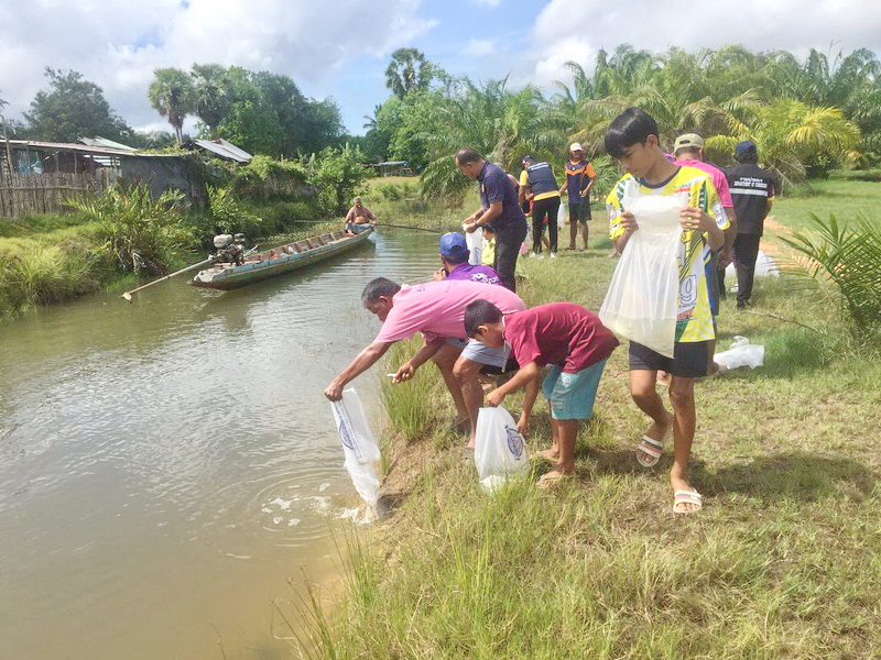 สนับสนุนพันธุ์ปลากินพืช เพื่อปล่อยลงสู่ทะเลสาบสงขลา อ.ปากพะยูน จ.พัทลุง..คลิก