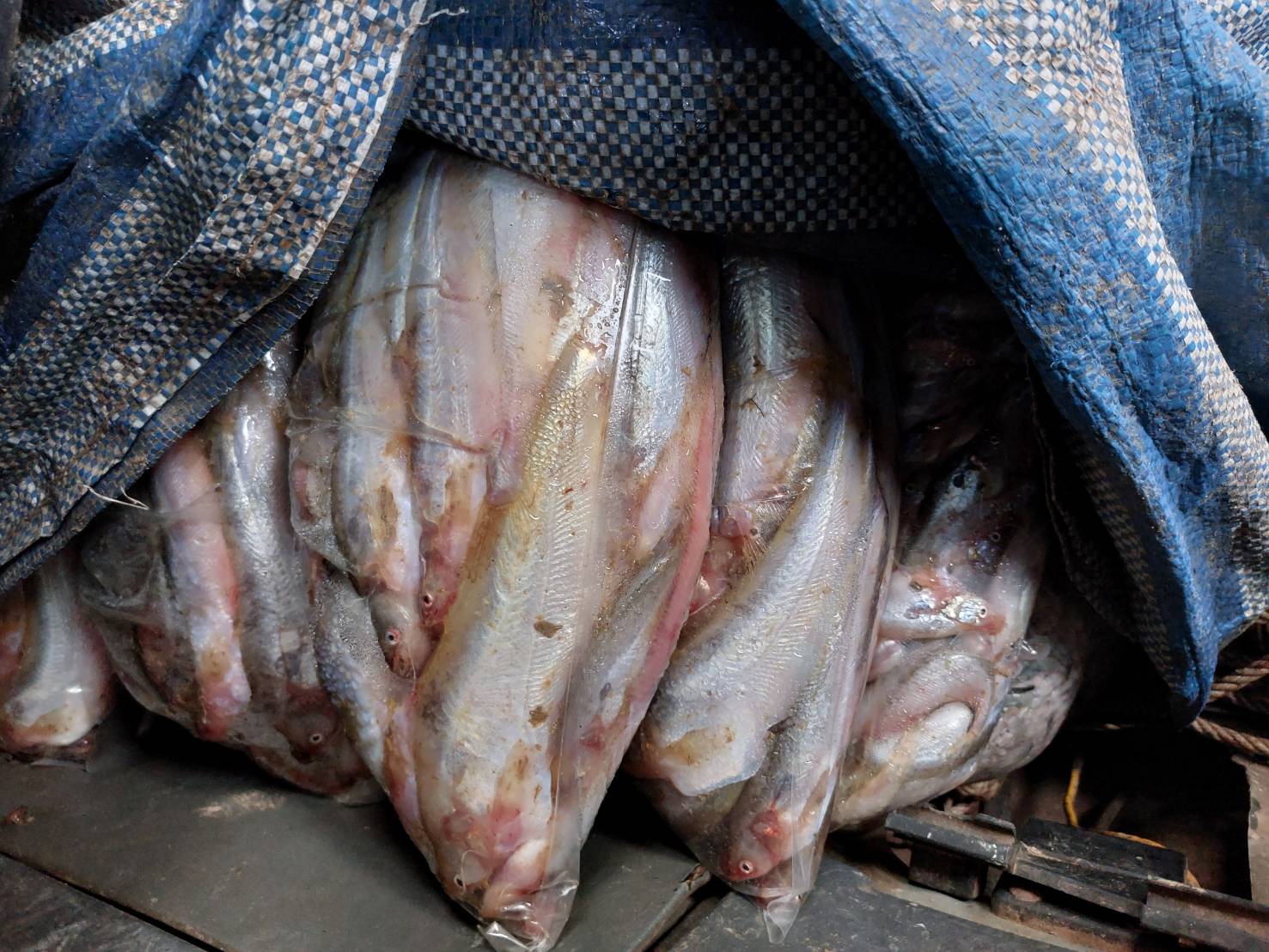 ผลการปฏิบัติงานด่านตรวจประมงสุรินทร์..คลิก