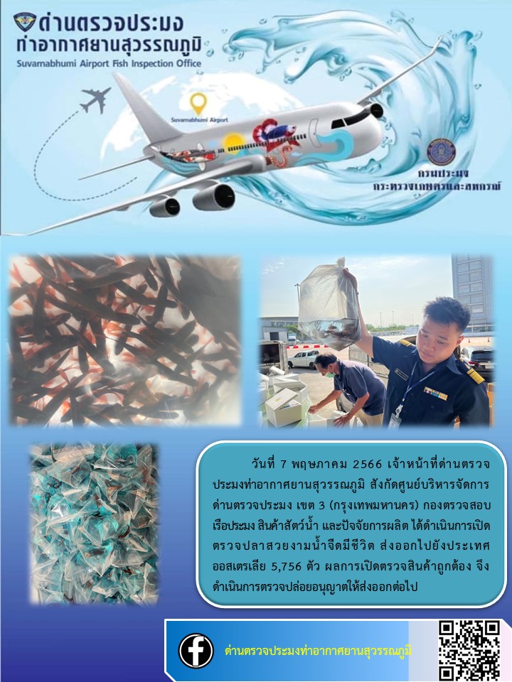 เจ้าหน้าที่ด่านตรวจประมงท่าอากาศยานสุวรรณภูมิ เปิดตรวจการส่งออกสินค้าสัตว์น้ำ ประเภทปลาสวยงามมีชีวิต