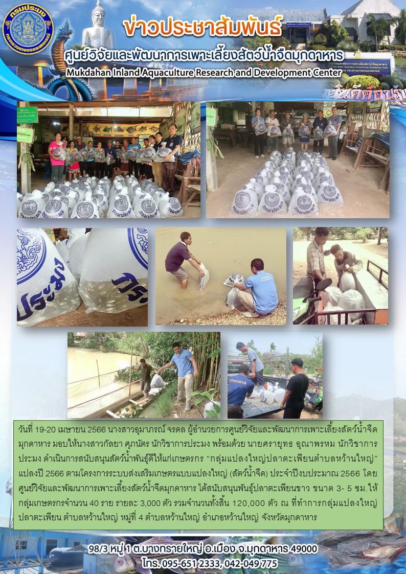 วันที่ 19-20 เมษายน 2566 สนับสนุนสัตว์น้ำพันธุ์ดีให้แก่เกษตรกร “กลุ่มแปลงใหญ่ปลาตะเพียนตำบลหว้านใหญ่” แปลงปี 2566 ตามโครงการระบบส่งเสริมเกษตรแบบแปลงใหญ่ (สัตว์น้ำจืด) ประจำปีงบประมาณ 2566  หมู่ที่ 4 ตำบลหว้านใหญ่ อำเภอหว้านใหญ่ จังหวัดมุกดาหาร..คลิก