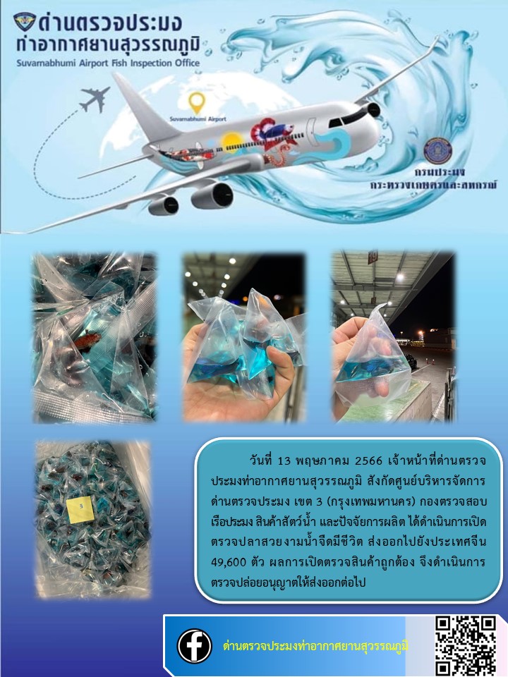 เจ้าหน้าที่ด่านตรวจประมงท่าอากาศยานสุวรรณภูมิ เปิดตรวจการส่งออกสินค้าสัตว์น้ำ ประเภทปลาสวยงามมีชีวิต