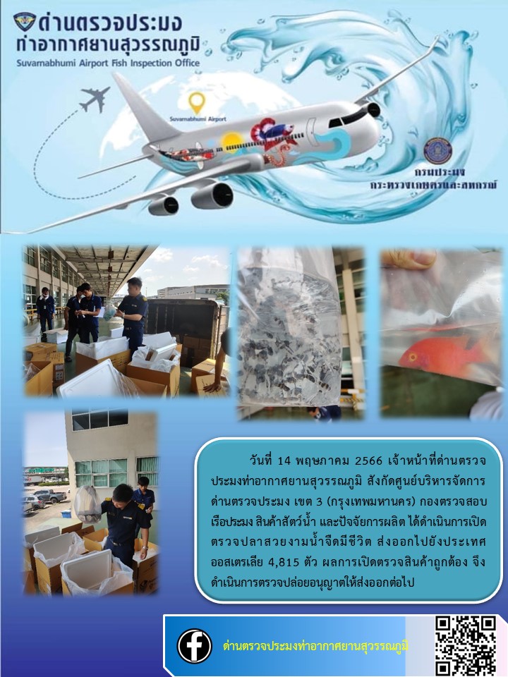 เจ้าหน้าที่ด่านตรวจประมงท่าอากาศยานสุวรรณภูมิ เปิดตรวจการส่งออกสินค้าสัตว์น้ำ ประเภทปลาสวยงามมีชีวิต