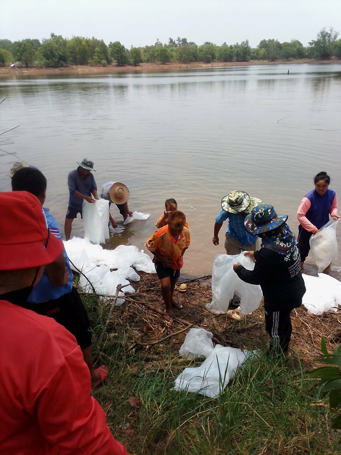 ดำเนินกิจกรรมปล่อยพันธุ์สัตว์น้ำ(ปลานิล) และ ปลานวลจันทร์เทศ เพื่อเพิ่มผลผลิตสัตว์น้ำในแหล่งน้ำชุมชนเป้าหมายโครงการธนาคารสินค้าเกษตร