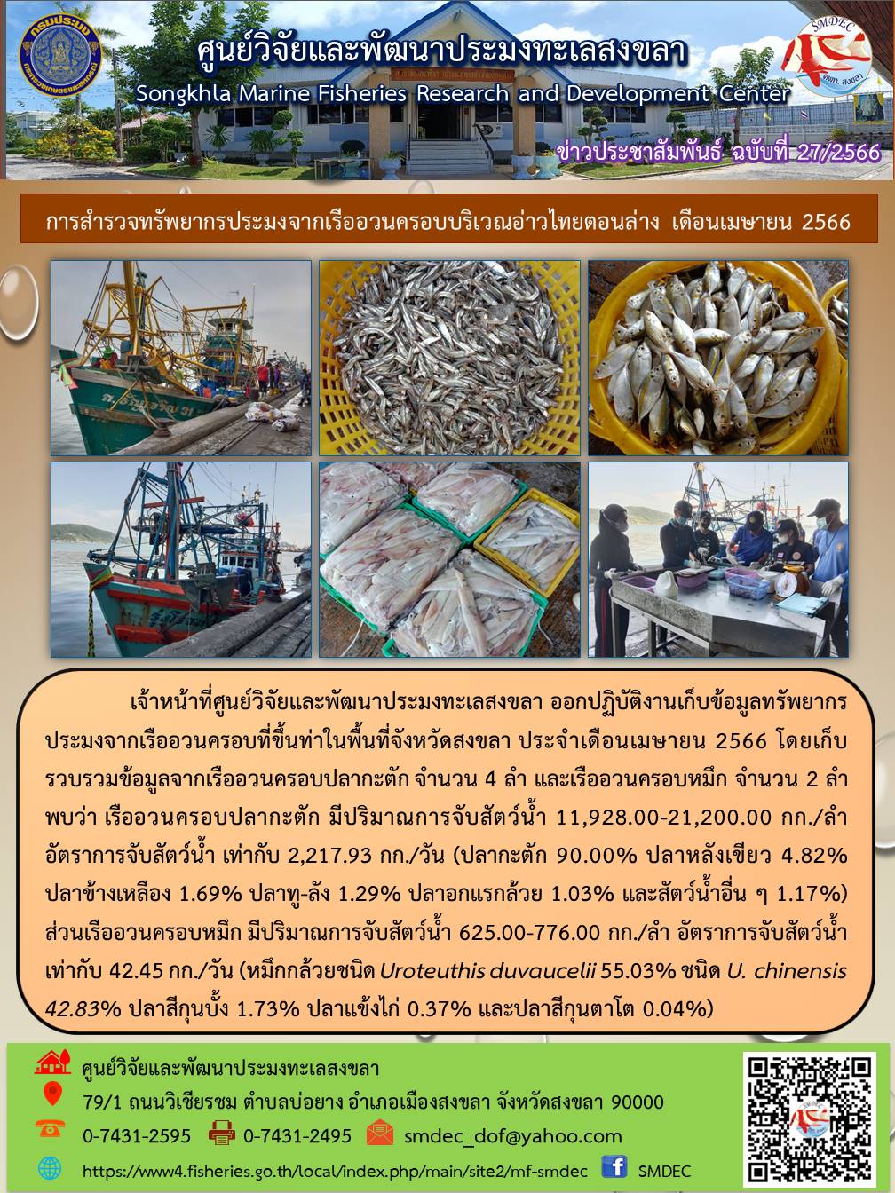 เจ้าหน้าที่ศูนย์วิจัยและพัฒนาประมงทะเลสงขลา ออกปฏิบัติงานเก็บข้อมูลทรัพยากรประมงจากเรืออวนครอบที่ขึ้นท่าในพื้นที่จังหวัดสงขลา ประจำเดือนเมษายน 2566 โดยเก็บรวบรวมข้อมูลจากเรืออวนครอบปลากะตัก จำนวน 4 ลำ และเรืออวนครอบหมึก จำนวน 2 ลำ พบว่า เรืออวนครอบปลากระตัก มีปริมาณการจับสัตว์น้ำ 11,928.00-21,200.00 กก./ลำ อัตราการจับสัตว์น้ำ เท่ากับ 2,217.93 กก./วัน (ปลากะตัก 90.00% ปลาหลังเขียว 4.82% ปลาข้างเหลือง 1.69% ปลาทู-ลัง 1.29% ปลาอกแรกล้วย 1.03% และสัตว์น้ำอื่นๆ 1.17%) ส่วนเรืออวนครอบหมึก มีปริมาณการจับสัตว์น้ำ 625.00-776.00 กก./ลำ อัตราการจับสัตว์น้ำเท่ากับ 42.45 กก./วัน (หมึกกล้วยชนิด Uroteuthis duvaucelii 55.03% ชนิด U. chinensis 42.83% ปลาสีกุนบั้ง 1.73% ปลาแข้งไก่ 0.37% และปลาสีกุนตาโต 0.04%)..คลิก
