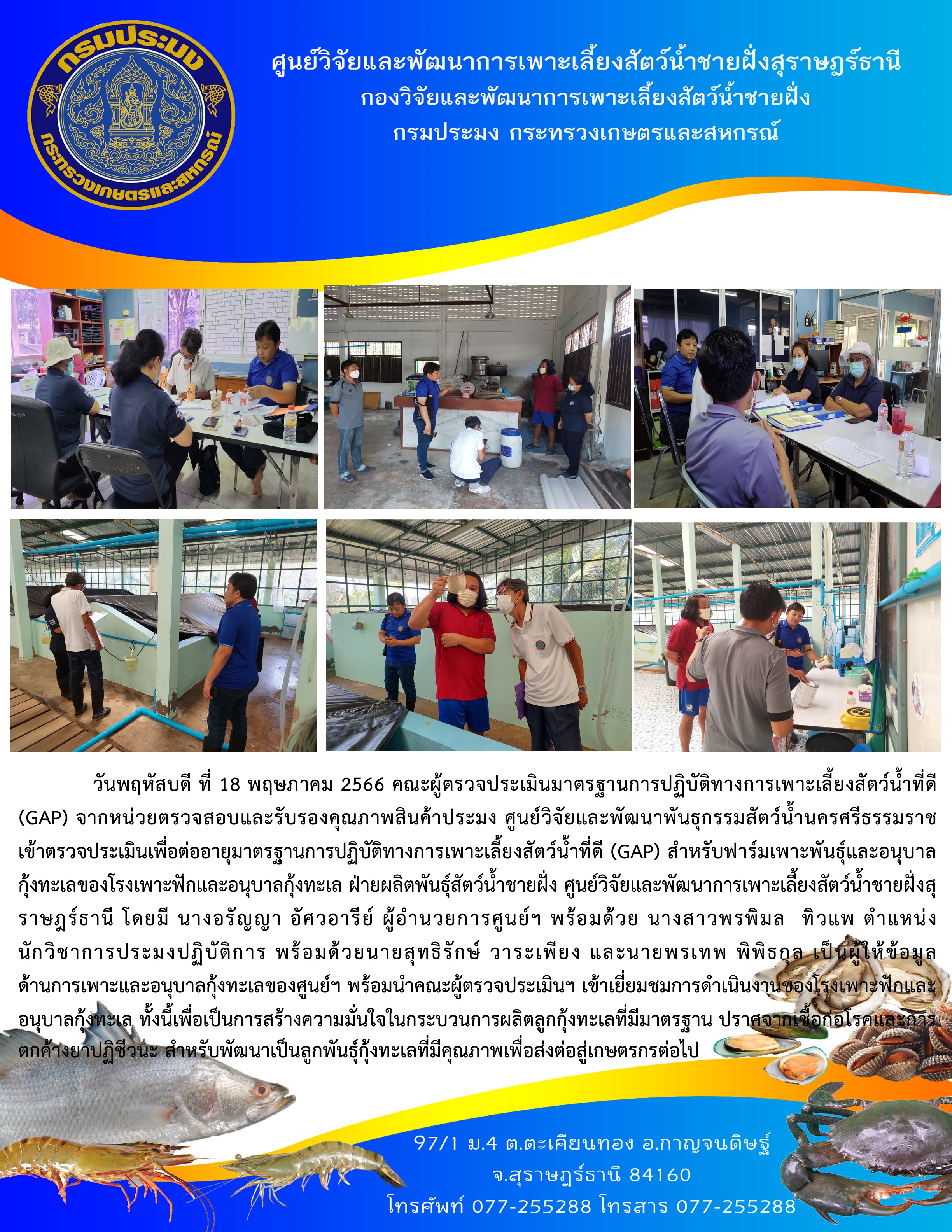 คณะผู้ตรวจประเมินมาตรฐานการปฏิบัติทางการเพาะเลี้ยงสัตว์น้ำที่ดี (GAP) เข้าตรวจประเมินเพื่อต่ออายุมาตรฐานการปฏิบัติทางการเพาะเลี้ยงสัตว์น้ำที่ดี (GAP) สำหรับฟาร์มเพาะพันธุ์และอนุบาลกุ้งทะเลของโรงเพาะฟักและอนุบาลกุ้งทะเล ฝ่ายผลิตพันธุ์สัตว์น้ำชายฝั่ง ศูนย์วิจัยและพัฒนาการเพาะเลี้ยงสัตว์น้ำชายฝั่งสุราษฎร์ธานี..คลิก