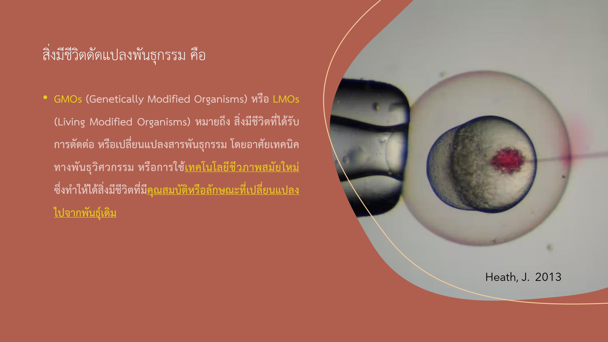 “ปลาเรืองแสงจีเอ็มโอ”..คลิก