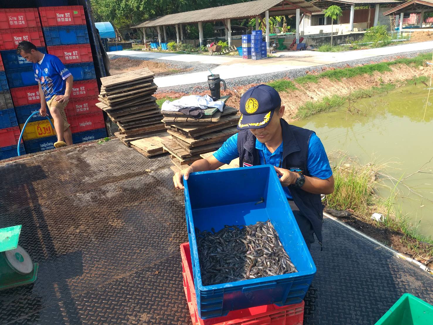 ตรวจสอบลูกพันธุ์สัตว์น้ำ ส่งออกไปยัง สปป.ลาว..คลิก