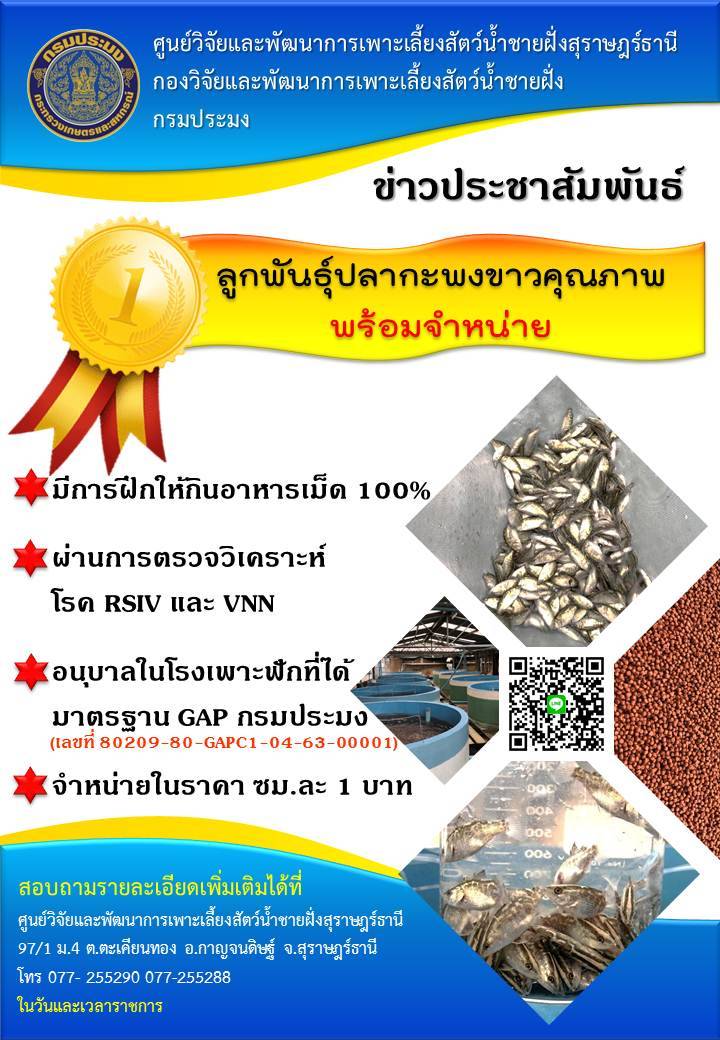 ศูนย์วิจัยและพัฒนาการเพาะเลี้ยงสัตว์น้ำชายฝั่งสุราษฎร์ธานี มีพันธุ์ปลากะพงขาว พร้อมจำหน่าย ในราคา เซนติเมตรละ 1 บาท..คลิก