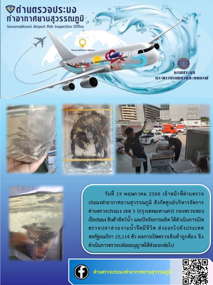 เจ้าหน้าที่ด่านตรวจประมงท่าอากาศยานสุวรรณภูมิ เปิดตรวจการส่งออกสินค้าสัตว์น้ำ ประเภทปลาสวยงามมีชีวิต