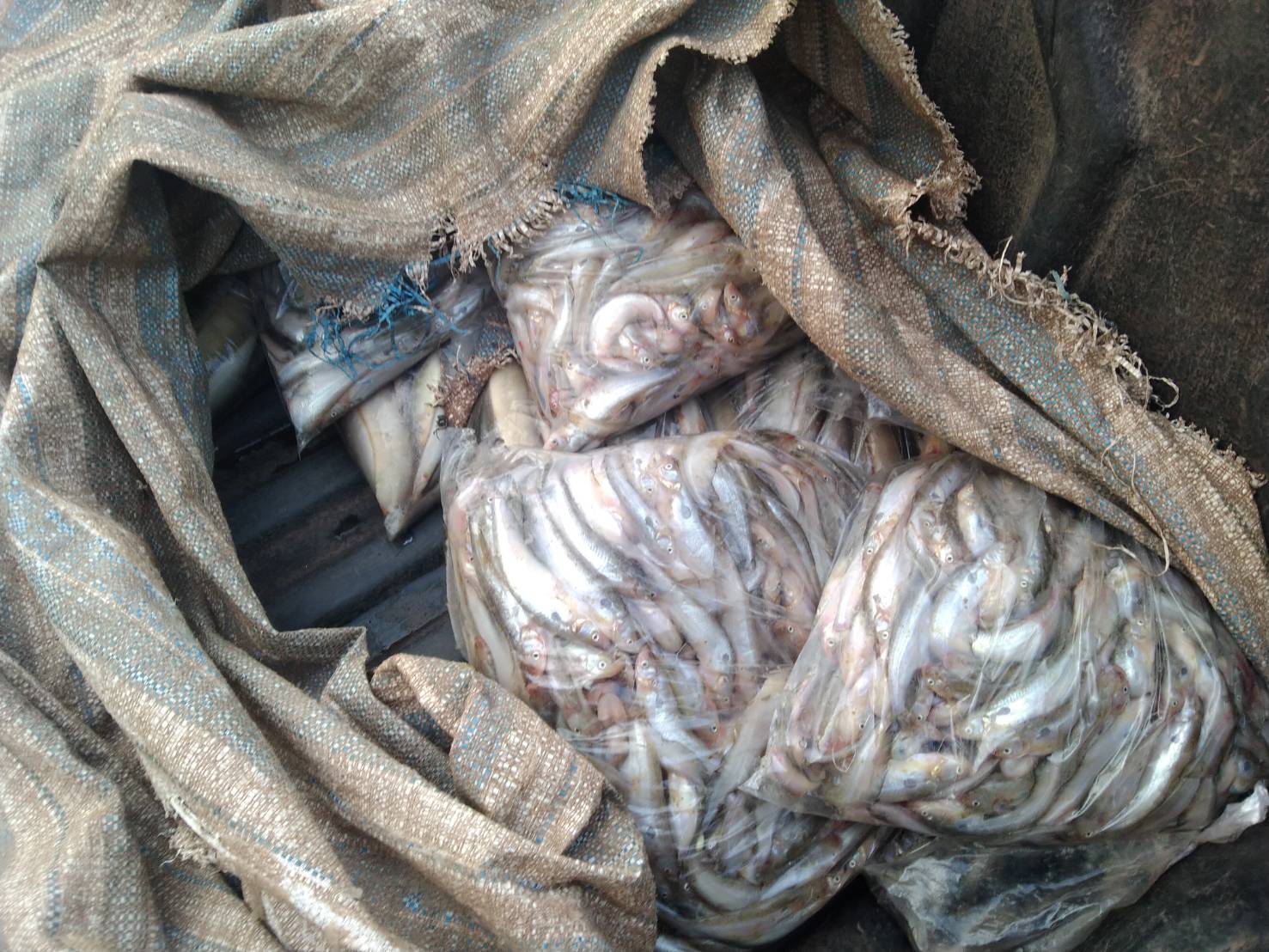 ผลการปฏิบัติงานด่านตรวจประมงสุรินทร์..คลิก