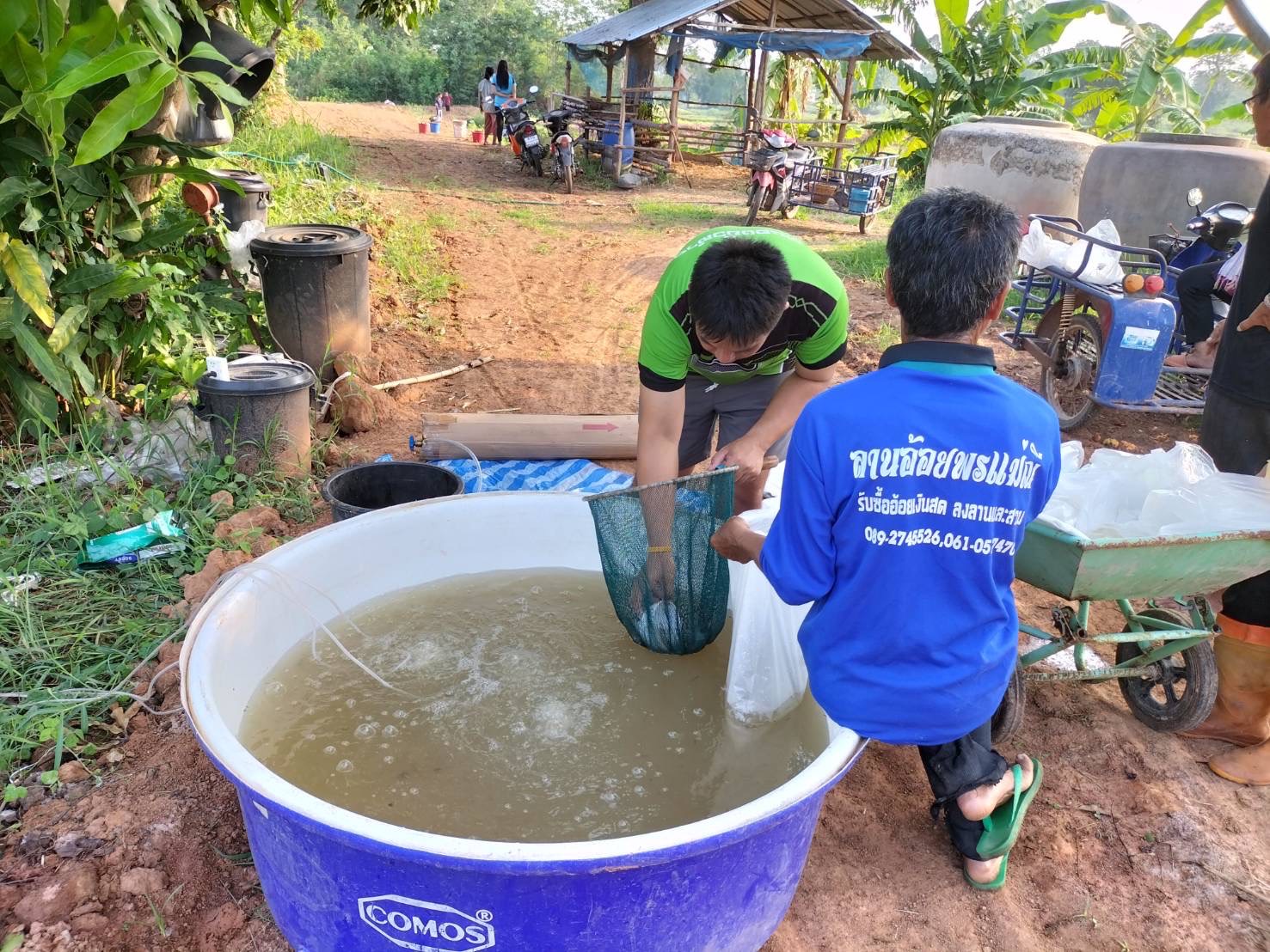 วันที่ 20 พฤษภาคม 2566  นายสมภาร วังคีรี ประมงอำเภอเมืองหนองบัวลำภู มอบหมายให้นายไพศาล ศรีคูณ นักวิชาการประมง ปฏิบัติงานติดตามการดำเนินกิจกรรมการจับลูกพันธุ์ปลาตะเพียน ซึ่งได้จากการเพาะพันธุ์ด้วยชุดเพาะพันธุ์ปลาเคลื่อนที่ เพื่อแจกจ่ายให้แก่สมาชิกกลุ่มเพาะพันธุ์ปลาและสมาชิกแปลงใหญ่ปลาตะเพียนขาวกลุ่มเกษตรอินทรีย์ตำบลหนองหว้า..คลิก