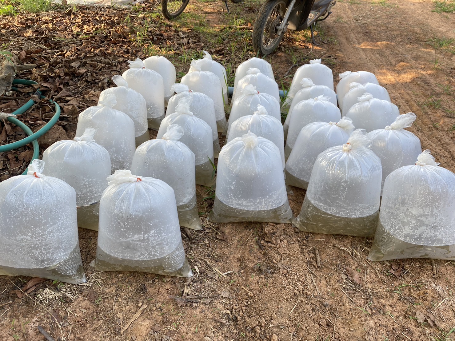 วันที่ 20 พฤษภาคม 2566  นายสมภาร วังคีรี ประมงอำเภอเมืองหนองบัวลำภู มอบหมายให้นายไพศาล ศรีคูณ นักวิชาการประมง ปฏิบัติงานติดตามการดำเนินกิจกรรมการจับลูกพันธุ์ปลาตะเพียน ซึ่งได้จากการเพาะพันธุ์ด้วยชุดเพาะพันธุ์ปลาเคลื่อนที่ เพื่อแจกจ่ายให้แก่สมาชิกกลุ่มเพาะพันธุ์ปลาและสมาชิกแปลงใหญ่ปลาตะเพียนขาวกลุ่มเกษตรอินทรีย์ตำบลหนองหว้า