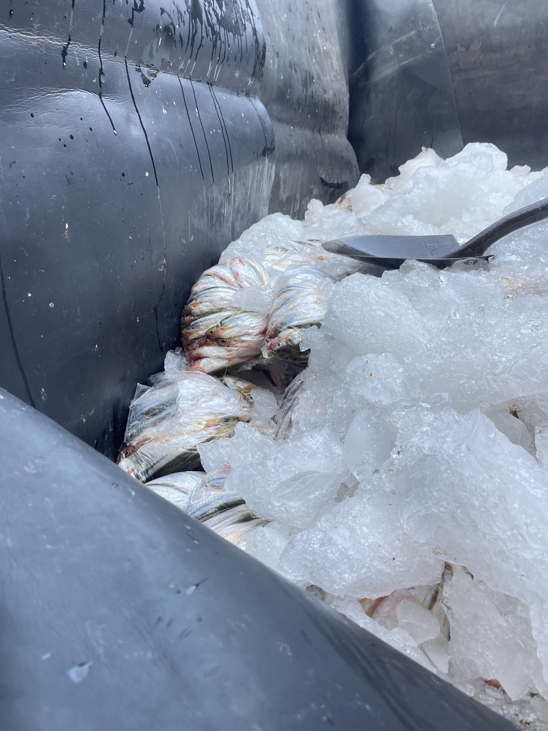 ผลการปฏิบัติงานด่านตรวจประมงสุรินทร์..คลิก