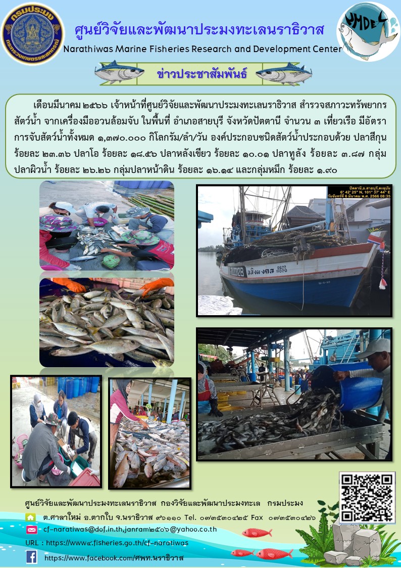 เดือนมีนาคม 2566 เจ้าหน้าที่ศูนย์วิจัยและพัฒนาประมงนราธิวาส สำรวจสภาวะทรัพยากรสัตว์น้ำ จากเครื่องมืออวนล้อมจับ ในพื้นที่ อำเภอสายบุรี จังหวัดปัตตานี จำนวน 3 เที่ยวเรือ มีอัตราการจับสัตว์น้ำทั้งหมด 1,370.000 กิโลกรัม/ลำ/วัน องค์ประกอบชนิดสัตว์น้ำประกอบด้วย ปลาสีกุน ร้อยละ 23.36 ปลาโอ ร้อยละ 18.56 ปลาหลังเขียว ร้อยละ 10.01 ปลาทูลัง ร้อยละ 3.87 กลุ่มปลาผิวน้ำ ร้อยละ 26.26 กลุ่มหน้าดิน ร้อยละ 16.14 และกลุ่มหมึก ร้อยละ 1.90..คลิก
