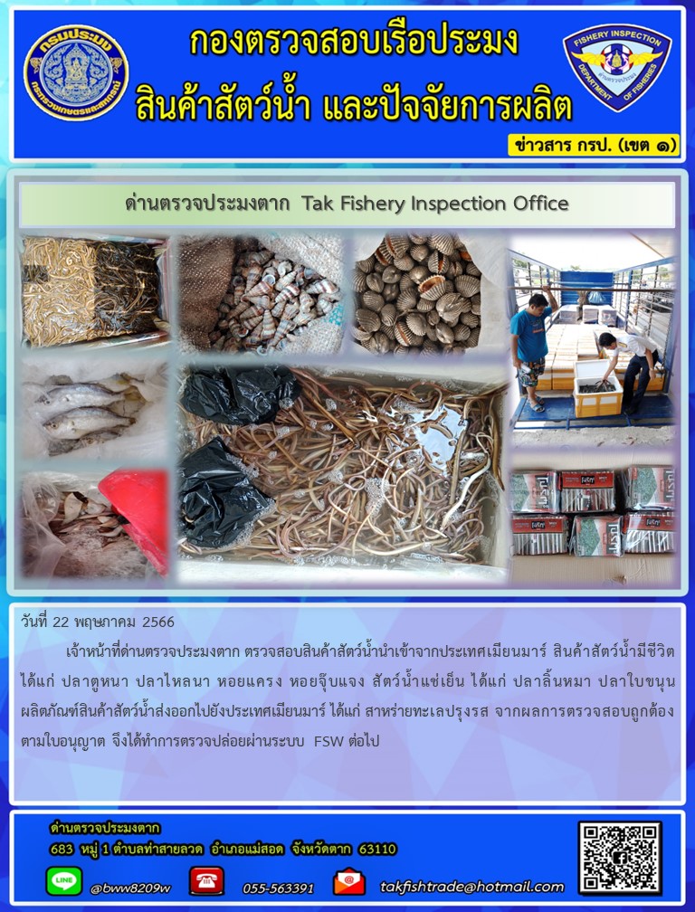 วันที่ 22 พฤษภาคม 2566           เจ้าหน้าที่ด่านตรวจประมงตาก ตรวจสอบสินค้าสัตว์น้ำนำเข้าจากประเทศเมียนมาร์ สินค้าสัตว์น้ำมีชีวิต ได้แก่ ปลาตูหนา ปลาไหลนา หอยแครง หอยจุ๊บแจง สัตว์น้ำแช่เย็น ได้แก่ ปลาลิ้นหมา ปลาใบขนุน ผลิตภัณฑ์สินค้าสัตว์น้ำส่งออกไปยังประเทศเมียนมาร์ ได้แก่ สาหร่ายทะเลปรุงรส จากผลการตรวจสอบถูกต้องตามใบอนุญาต จึงได้ทำการตรวจปล่อยผ่านระบบ FSW ต่อไป..คลิก