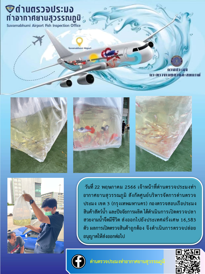 เจ้าหน้าที่ด่านตรวจประมงท่าอากาศยานสุวรรณภูมิ เปิดตรวจการส่งออกสินค้าสัตว์น้ำ ประเภทปลาสวยงามมีชีวิต