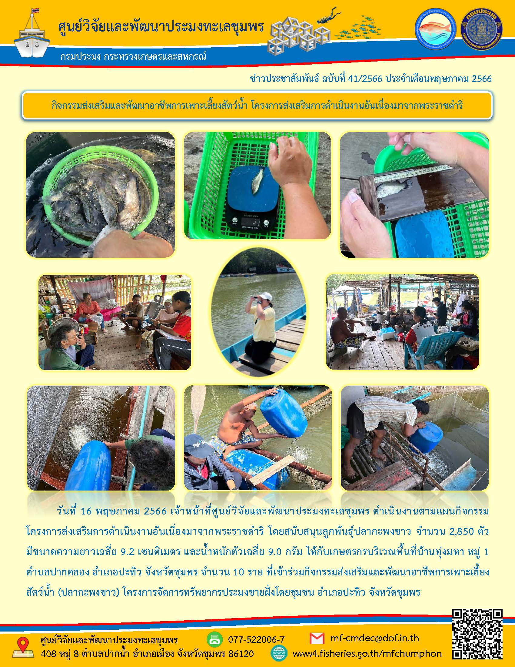 วันที่ 16 พฤษภาคม 2566 เจ้าหน้าที่ศูนย์วิจัยและพัฒนาประมงทะเลชุมพร ดำเนินงานตามแผนกิจกรรมโครงการส่งเสริมการดำเนินงานอันเนื่องมาจากพระราชดำริ โดยสนับสนุนลูกพันธุ์ปลากะพงขาว จำนวน 2,850 ตัว มีขนาดความยาวเฉลี่ย 9.2 เซนติเมตร และน้ำหนักตัวเฉลี่ย 9.0 กรัม ให้กับเกษตรกรบริเวณพื้นที่บ้านทุ่งมหา หมู่ที่ 1 ตำบลปากคลอง อำเภอปะทิว จังหวัดชุมพร จำนวน 10 ราย ที่เข้าร่วมกิจกรรมส่งเสริมและพัฒนาอาชีพการเพาะเลี้ยงสัตว์น้ำ (ปลากะพงขาว) โครงการจัดการทรัพยากรประมงชายฝั่งโดยชุมชน อำเภอปะทิว จังหวัดชุมพร..คลิก