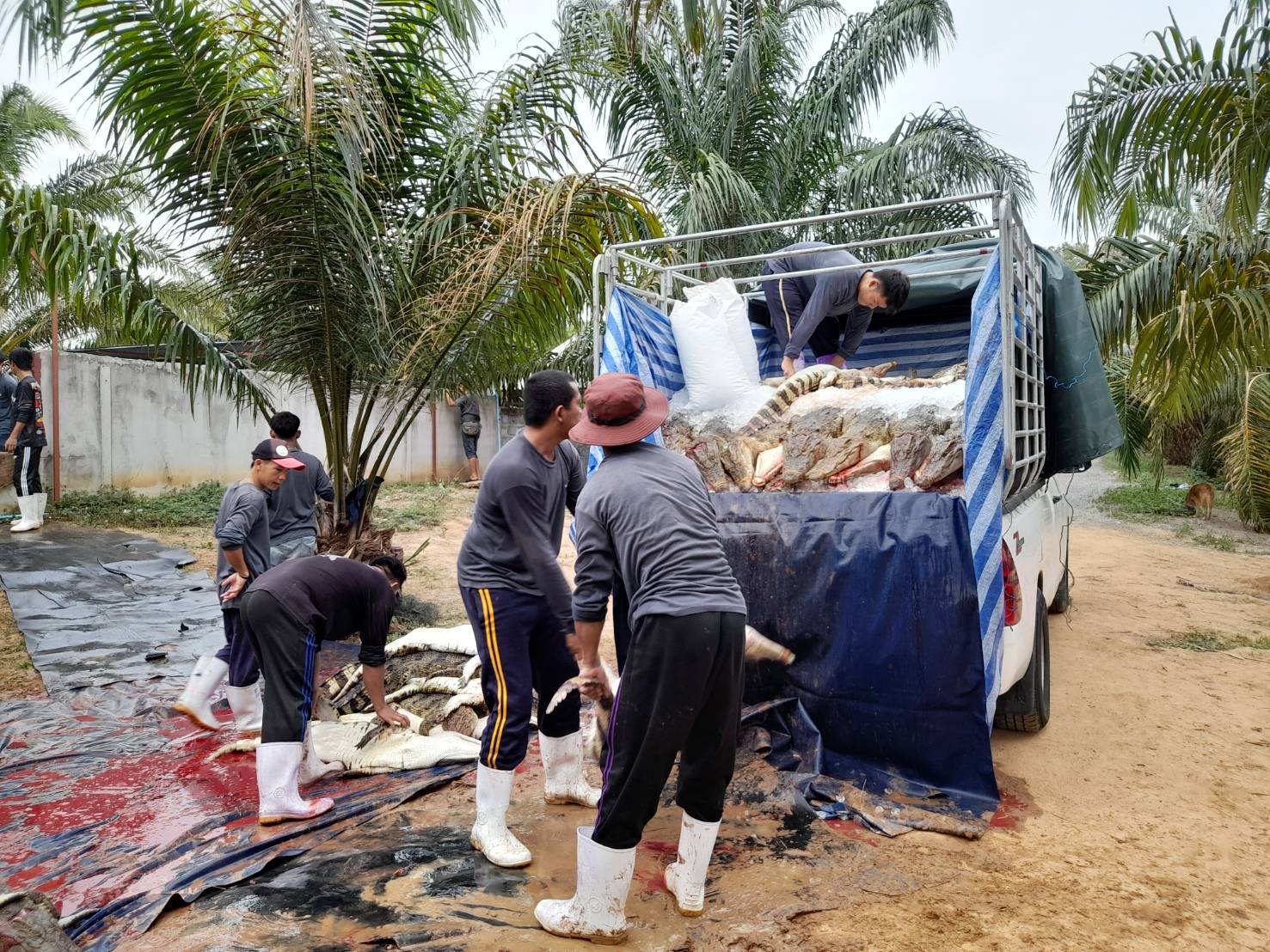 วันที่ 23 พฤษภาคม 2566          นางสาวมลฤดี  ลิ้มสุวรรณ ประมงอำเภอศรีบุญเรือง ปฏิบัติงานตรวจสอบการเคลื่อนย้ายจระเข้ ซึ่งเป็นกิจการการเพาะเลี้ยงสัตว์น้ำควบคุม ออกจากสถานประกอบกิจการเพื่อการจำหน่าย ของฟาร์มเลี้ยงจระเข้ 