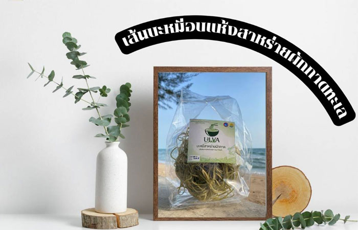 การแปรรูปสาหร่ายผักกาดทะเล