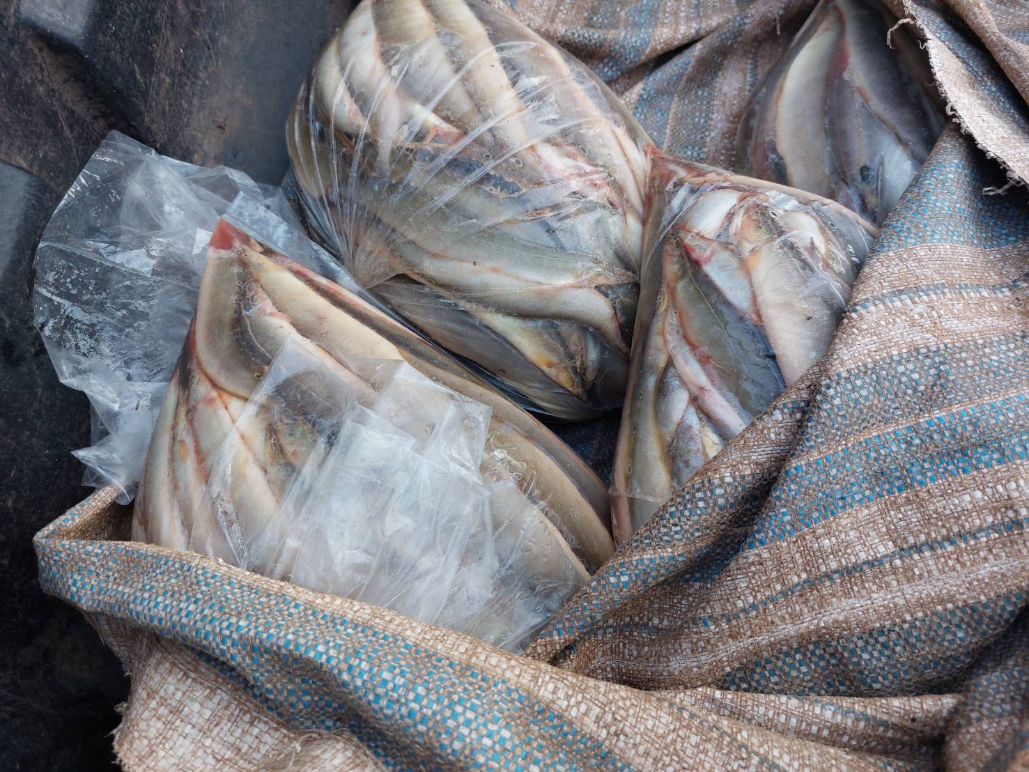 ผลการปฏิบัติงานด่านตรวจประมงสุรินทร์..คลิก