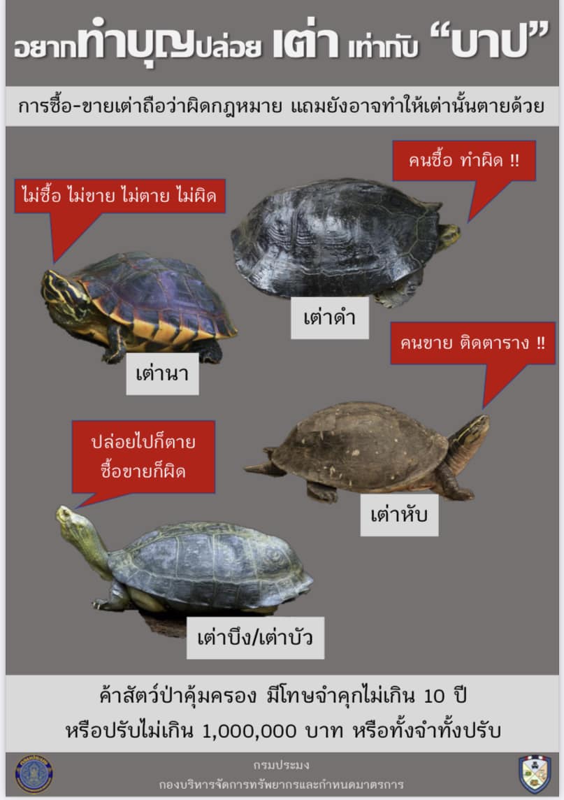 อยากทำบุญปล่อยเต่า เท่ากับ “บาป” / ครอบครอง เต่า เท่ากับ “ผิด”..คลิก