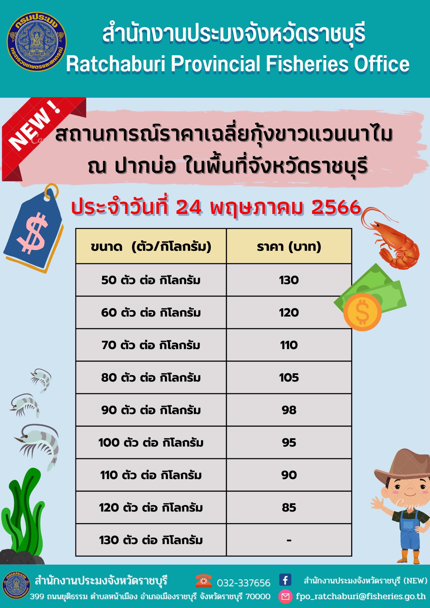 สถานการณ์ราคาเฉลี่ยกุ้งขาวแวนนาไม ณ ปากบ่อ ในพื้นที่จังหวัดราชบุรี ประจำวันที่ 24 พฤษภาคม 2566..คลิก