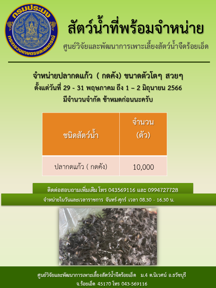 จำหน่ายปลากดแก้ว ( กดคัง) ขนาดตัวโตๆ สวยๆ..คลิก