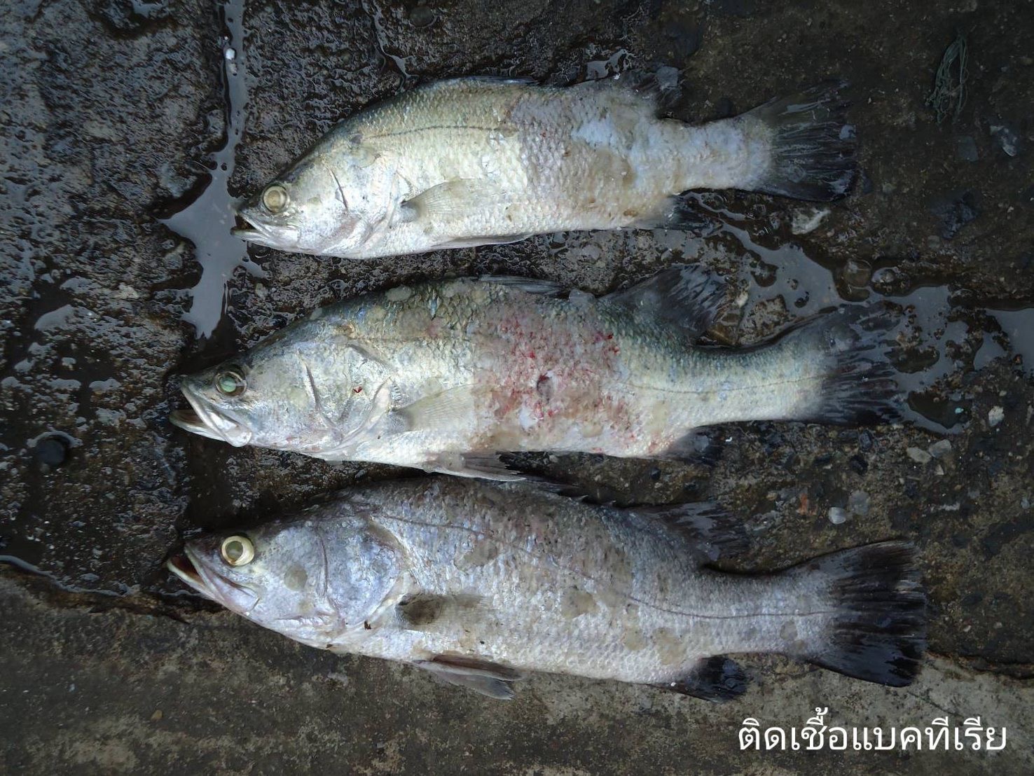 รูป ประกอบบทความ3
