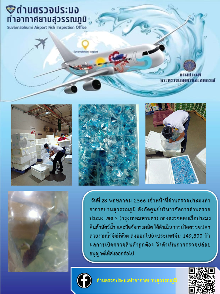 เจ้าหน้าที่ด่านตรวจประมงท่าอากาศยานสุวรรณภูมิ เปิดตรวจการส่งออกสินค้าสัตว์น้ำ ประเภทปลาสวยงามมีชีวิต