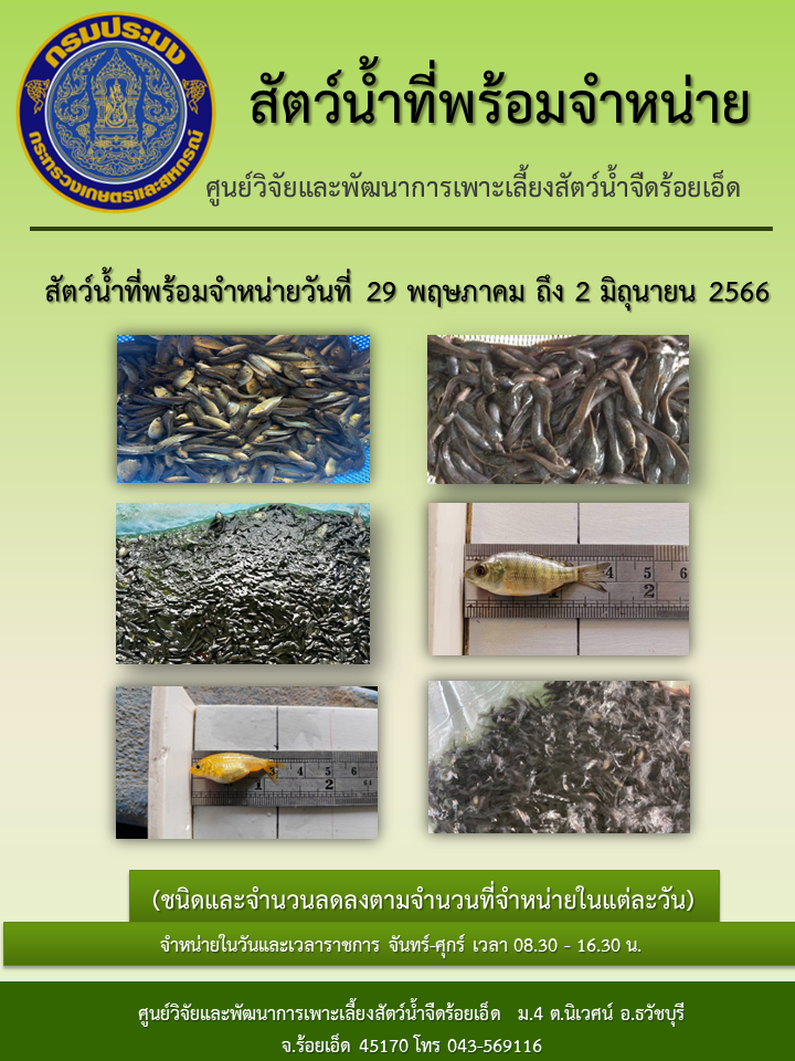 สัตว์น้ำที่พร้อมจำหน่ายวันที่ 29 พฤษภาคม ถึง 2 มิถุนายน 2566..คลิก